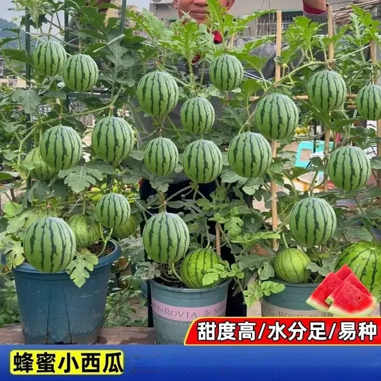 盆栽小西瓜种子西瓜红壤薄皮无籽蜂蜜小西瓜盆栽阳台四季水果种籽