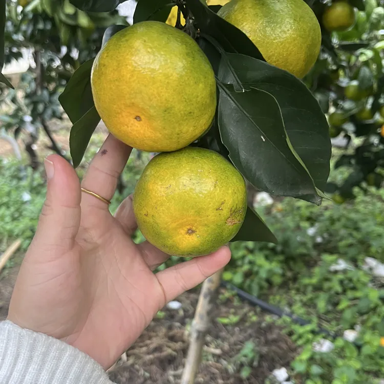 正宗清江东江湖蜜橘精品无渣无籽皮薄