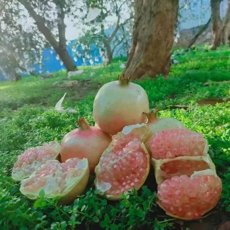云南蒙自粶籽水晶甜石榴