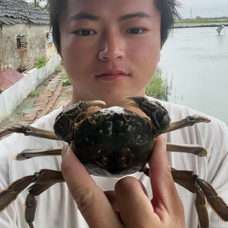4两母蟹鲜活足斤超量