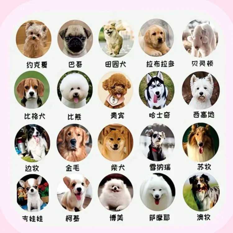 多犬种家庭宠物狗狗泰迪比熊金毛边牧柯基等活体幼犬（一宠一拍）