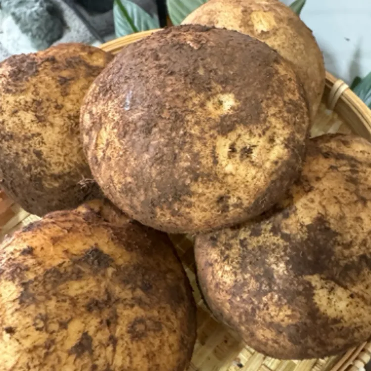 荞麦地高海拔(冬瓜洋芋)