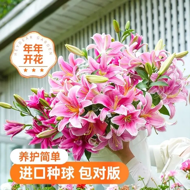 【进口香水百合种球带盆土栽好】浓香型花卉 耐寒耐热 四季开花植物