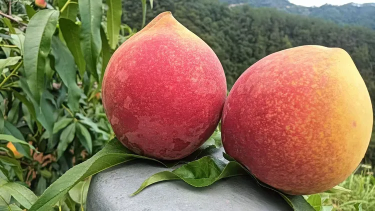 湖南麻阳高山锦绣黄桃新鲜当季水果脆甜多汁果园直发包邮