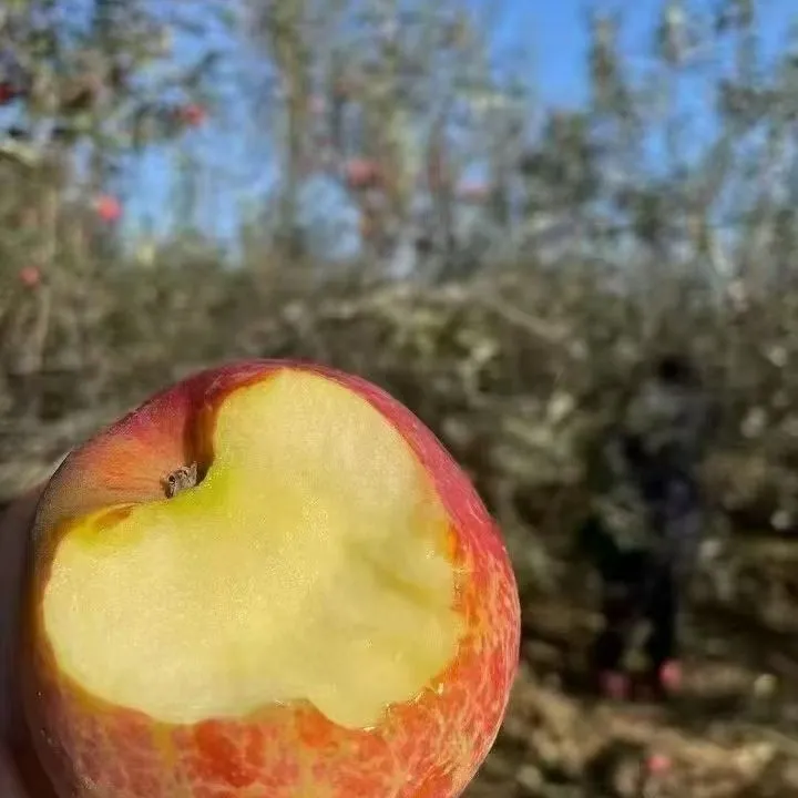 盐源冰糖心丑苹果新鲜现摘脆甜多汁爆汁水果