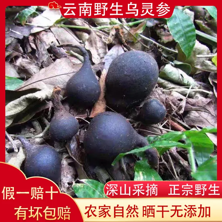 正宗野生乌灵参鸡枞蛋干货茯苓雷震子云南特产食用山珍菌子包邮