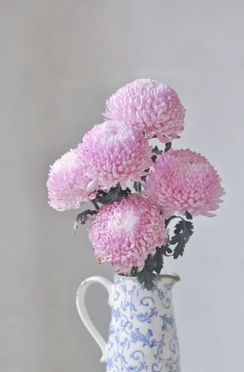 「 富贵牡丹菊巨花型 」（带纸壳网套醒花）云南昆明鲜花直发顺丰包邮