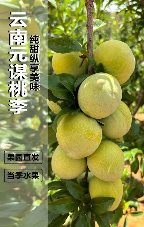 云南元谋新华桃李香甜多汁鲜果采摘高山高山种植新鲜青皮李子包邮