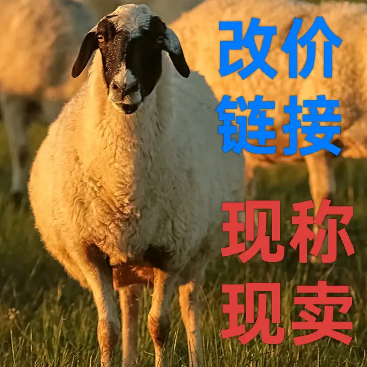 锡林郭勒盟草原溜达羊