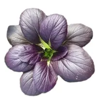 【五袋包邮】紫玉油菜种子紫油菜紫菜种子一年四季秋冬季蔬菜