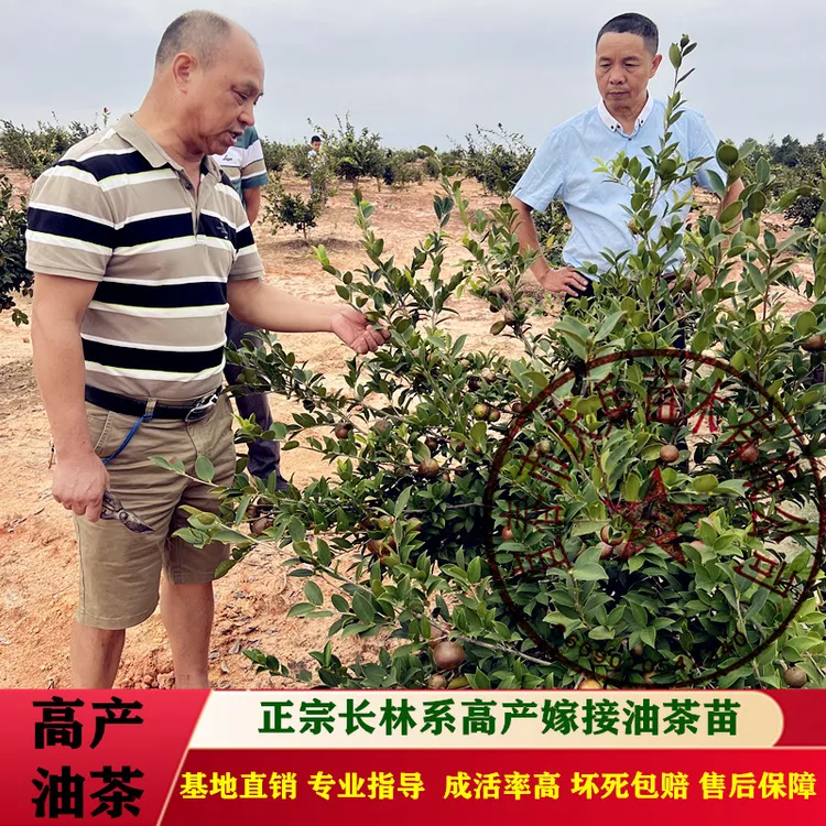 油茶苗批发正宗长林系高产嫁接油茶树苗中果白花茶籽树苗现挖现发