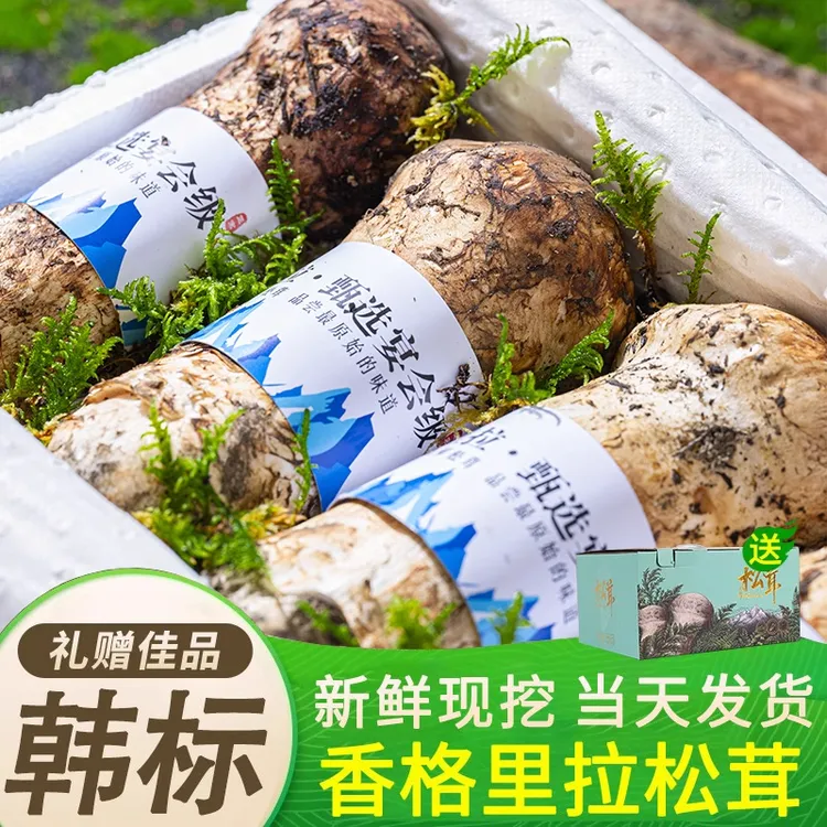 云南现挖新鲜松茸礼盒香格里拉食用菌菇精品不开伞正宗煲汤现发