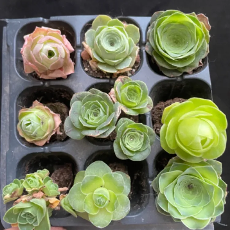 【玫瑰组合】帕尔马鸡蛋酒杯耶罗等玫瑰夏季休眠