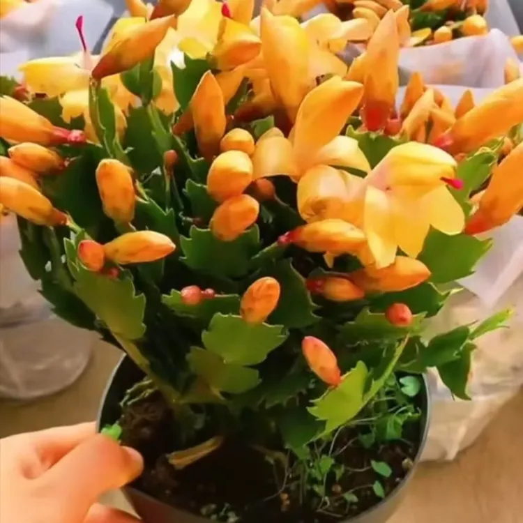 【黄金索菲亚】进口蟹爪兰四季开花多肉绿植花卉盆栽室内带花耐寒