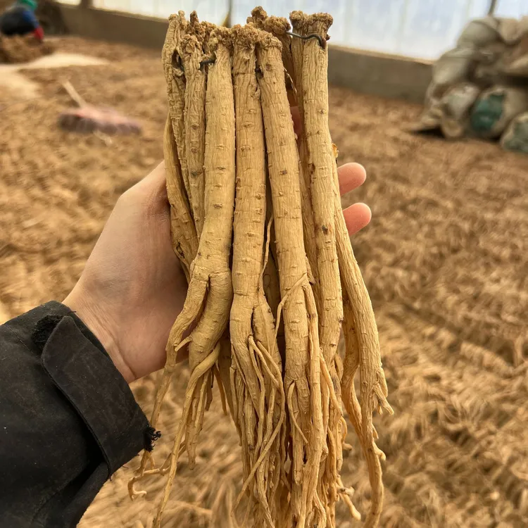 甘肃渭源原产地直发（6成干）新鲜党参泡水煲汤无硫包邮