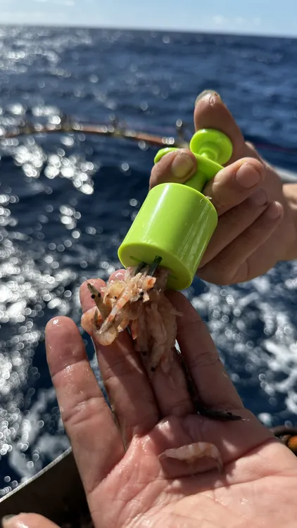 大物海钓颗粒夹红虫夹挂饵器红虫上饵器专业海钓装备