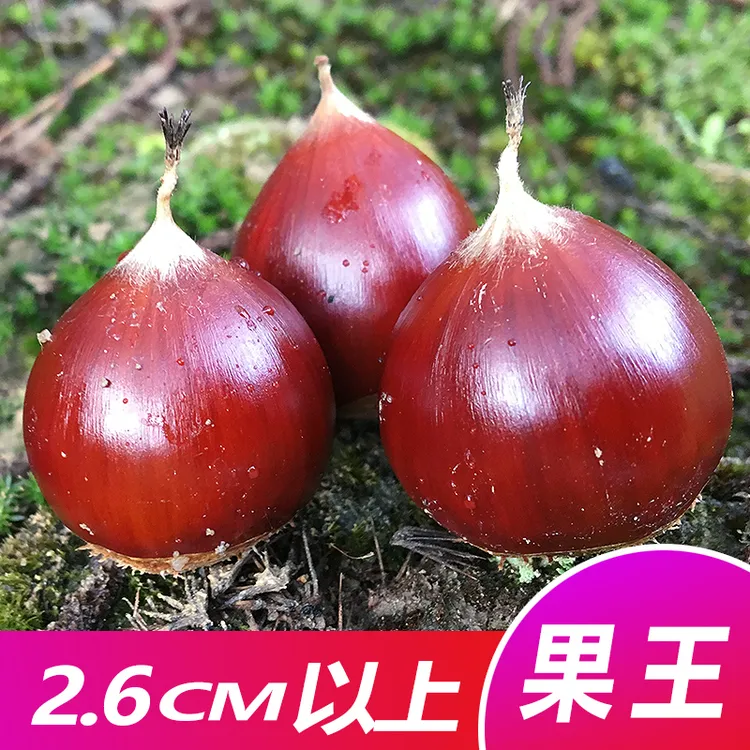 建瓯高山锥栗新鲜生板栗油栗子圆栗尖栗1斤2斤3斤5斤开口器果王