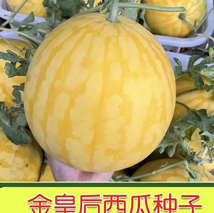 黄皮红瓤西瓜种子早熟春播超甜西瓜籽四季播种