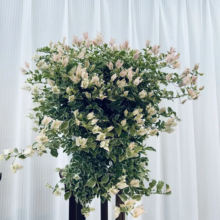 【少女心】精品三角梅盆栽带花苞室内花卉植物阳台老桩四季开花