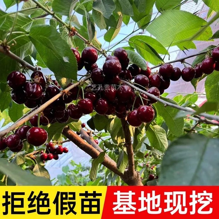 车厘子大樱桃树苗南北方种植嫁接苗抗寒黑珍珠地栽车厘子