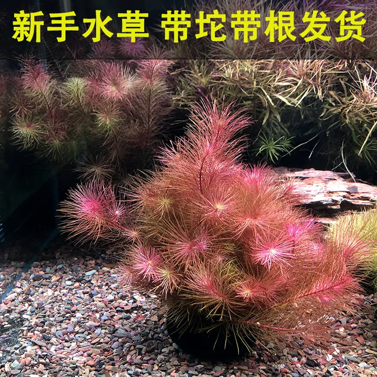 红松尾新手水草鱼缸造景植物增氧净化水质淡水耐活水草