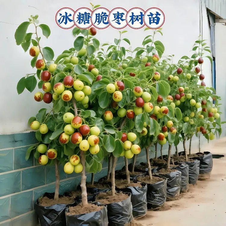 脆甜枣树活苗大果沾化冬枣苗树南方北方种植庭院盆栽地栽果树果苗