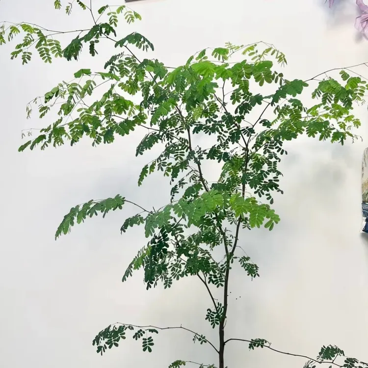 花与花器 铁架木 巴西铁力木 豆科植物轻盈飘逸氛围圆叶绿植盆栽