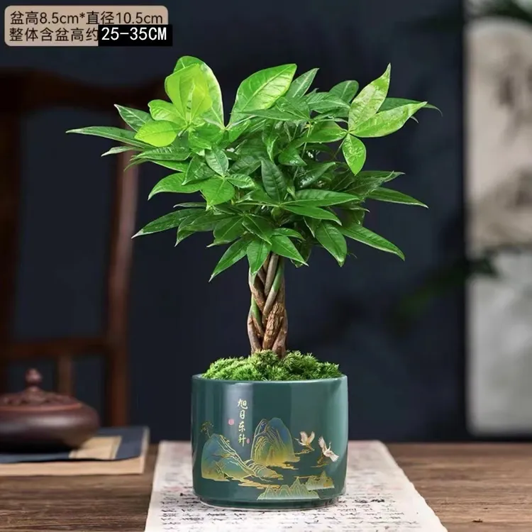 发财树四季富贵竹转运室内小盆栽办公室客室内桌面绿植吸某醛好养