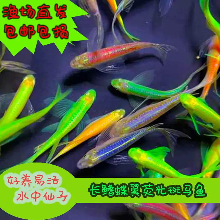 长尾蝶翼斑马鱼蝶翼荧光斑马鱼观赏鱼光温鱼