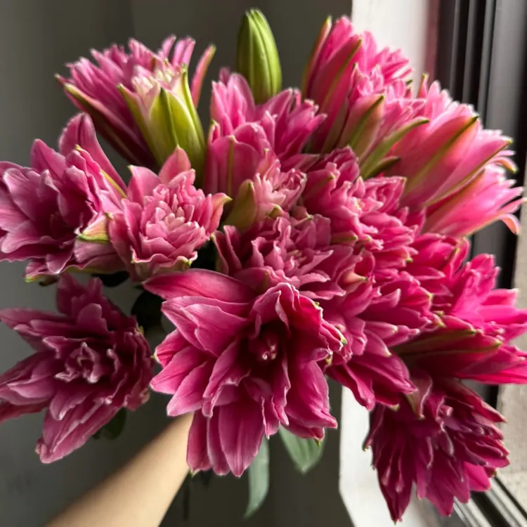 gabriella 15/17重瓣进口香水百合3个种球قوشقات پۇراقلىق