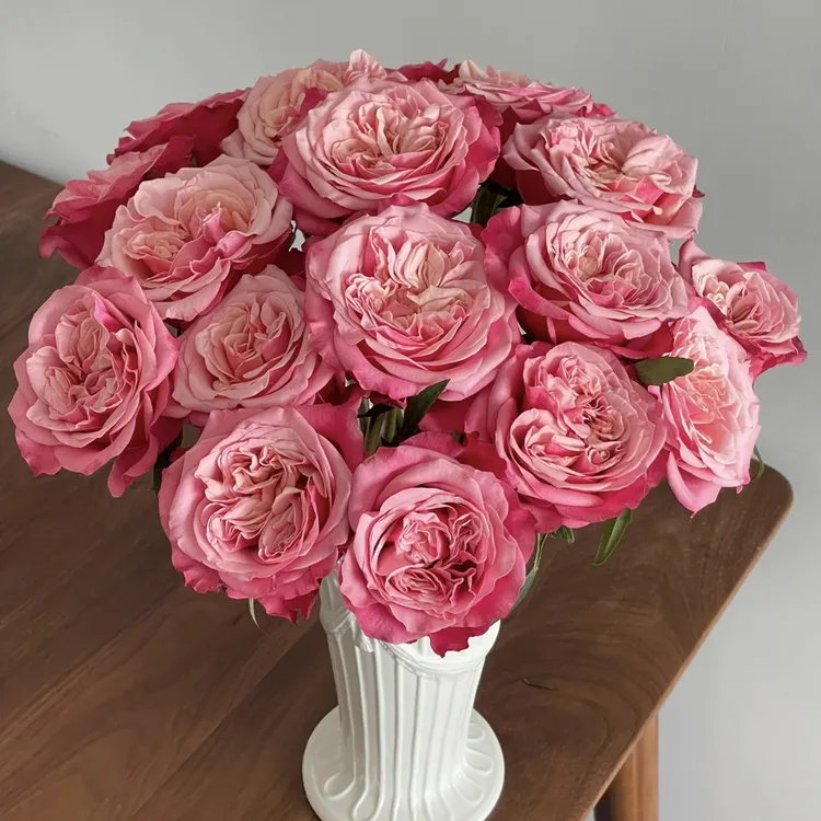 新品【帝王·闺蜜】高杯切花 长势快 2加仑根接苗 云南发货