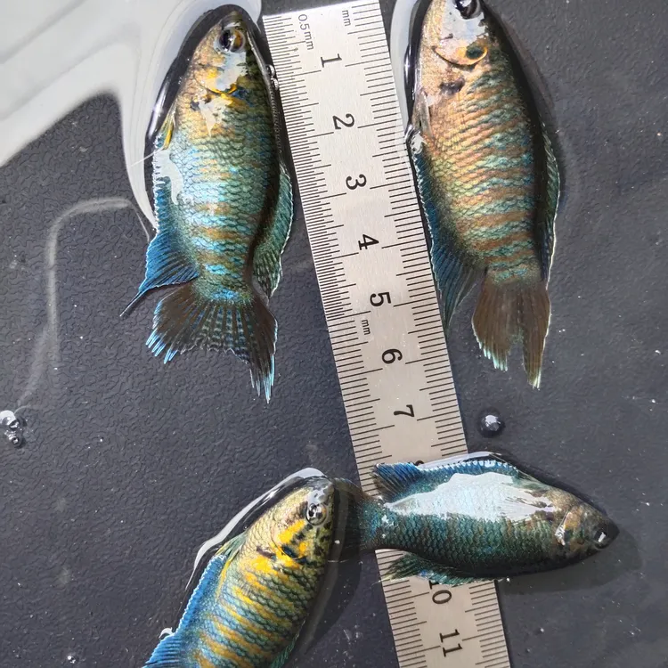 活体中国斗鱼淡水耐养小型冷水观赏鱼无需打氧可混养冷水鱼观赏鱼