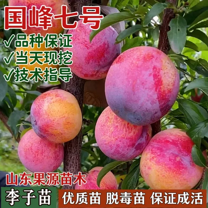 新品种国峰七号李子树苗正宗嫁接李子苗北南方种植当年结果包成活