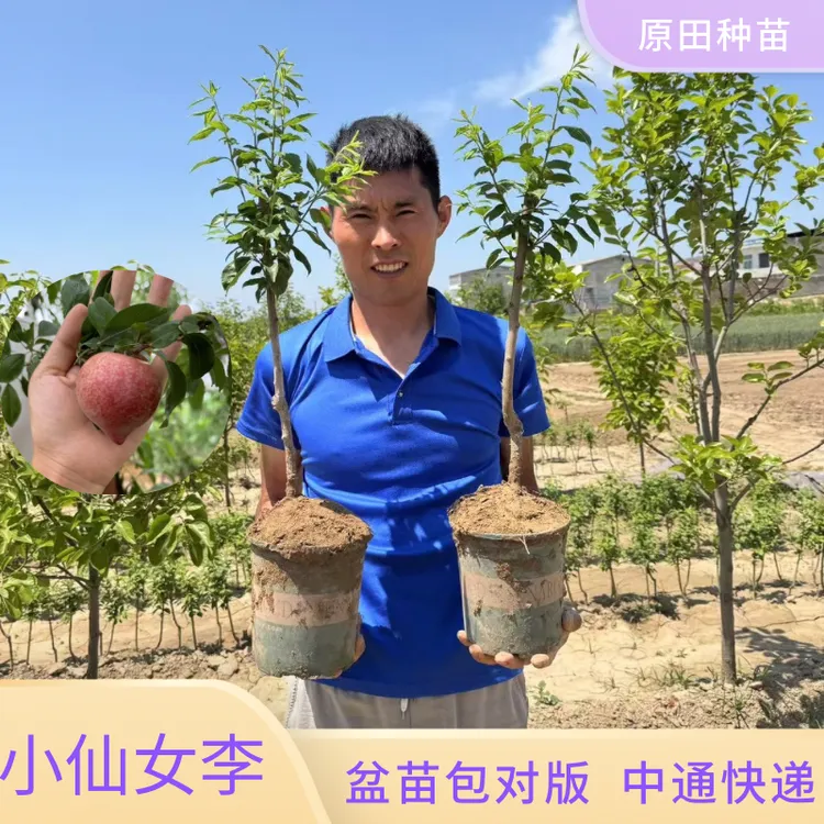 小仙女李子盆栽苗 不包成活