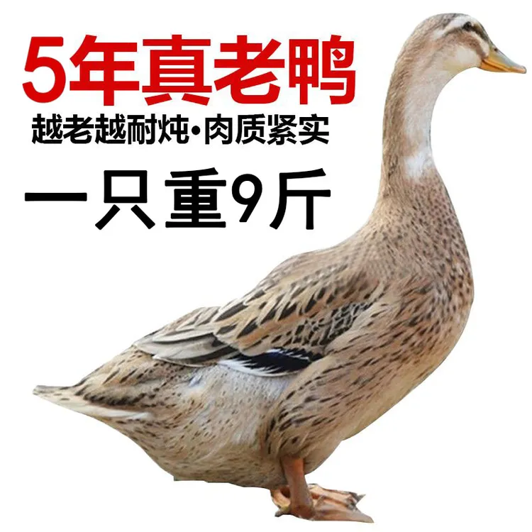 【5年老鸭】农家散养老土鸭子水库放养 净重5.5-6斤顺丰生鲜发货