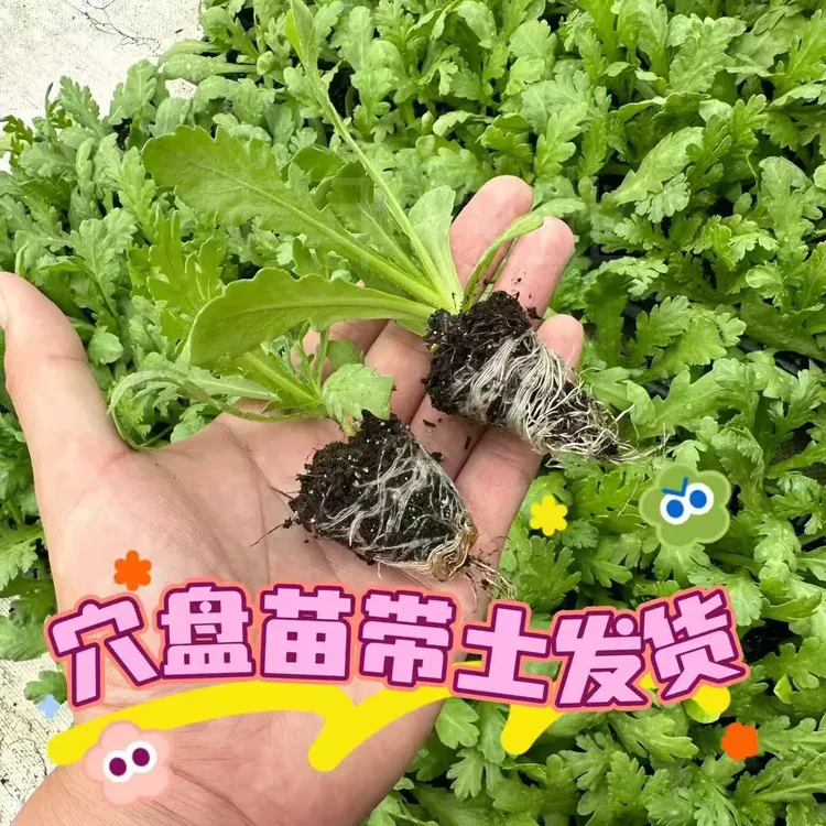 皇帝菜菜秧苗中叶茼蒿菜苗皇帝菜苗茼蒿菜苗四季秧苗苦苣菜蔬菜