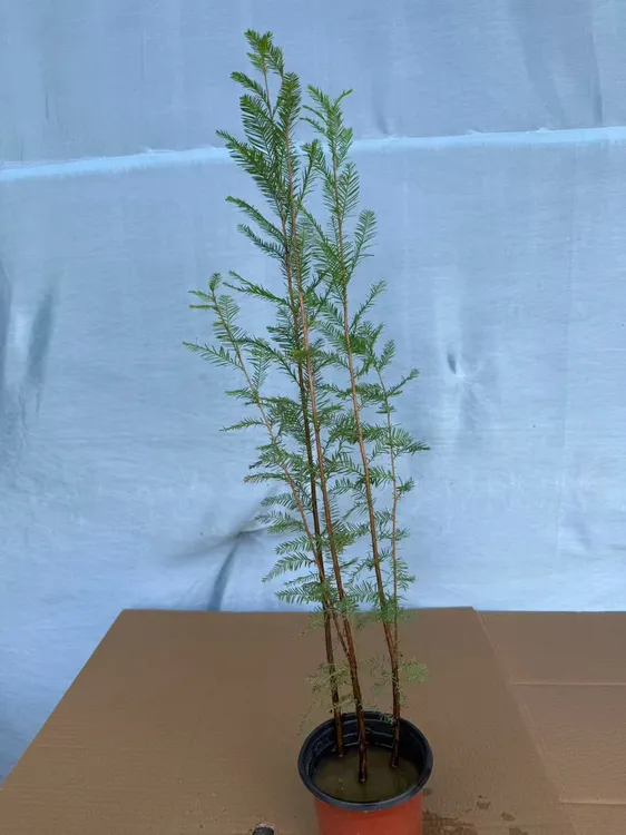 落羽杉 好养易活室内花卉客厅书房鱼缸植物 