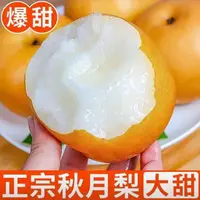 正宗山东【果王】秋月梨现摘现发脆甜多汁冰糖密精品水果