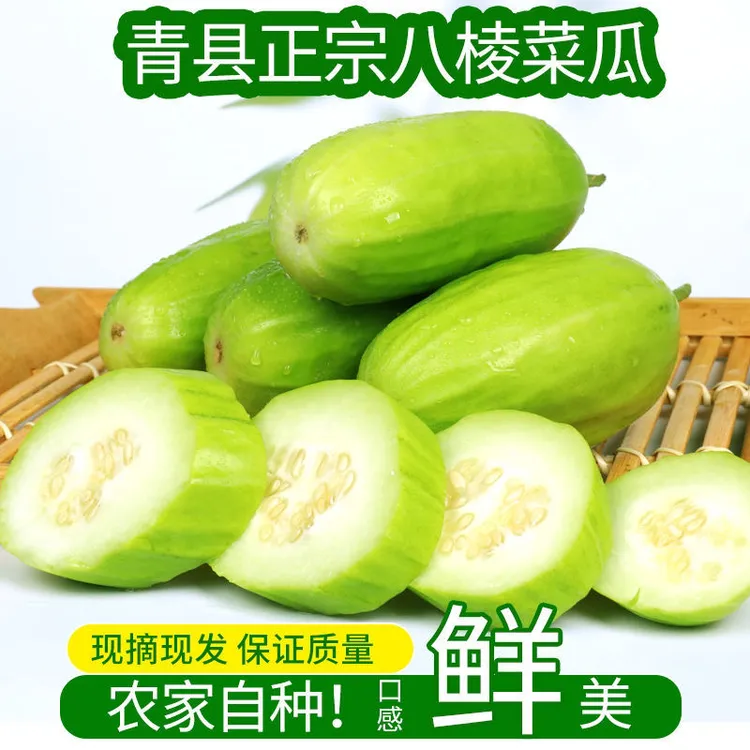 青县八棱脆瓜新鲜菜瓜无糖水果生吃梢瓜老式烧瓜净3斤4.5斤直发