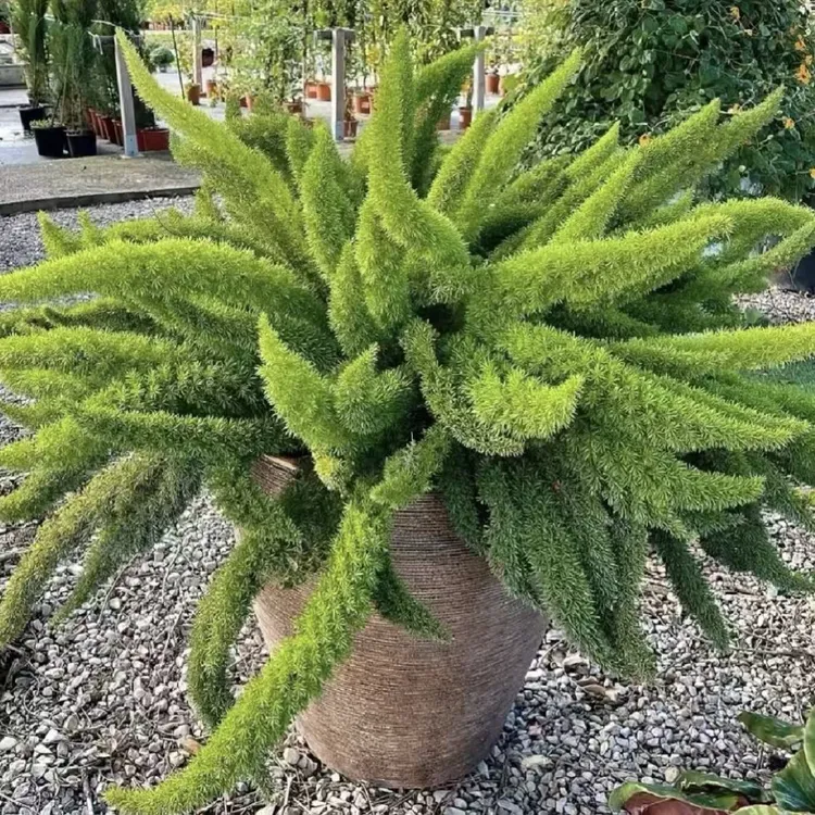 狐尾天门冬绿植盆栽四季常青耐旱好养庭院阳台造型独特花境植物