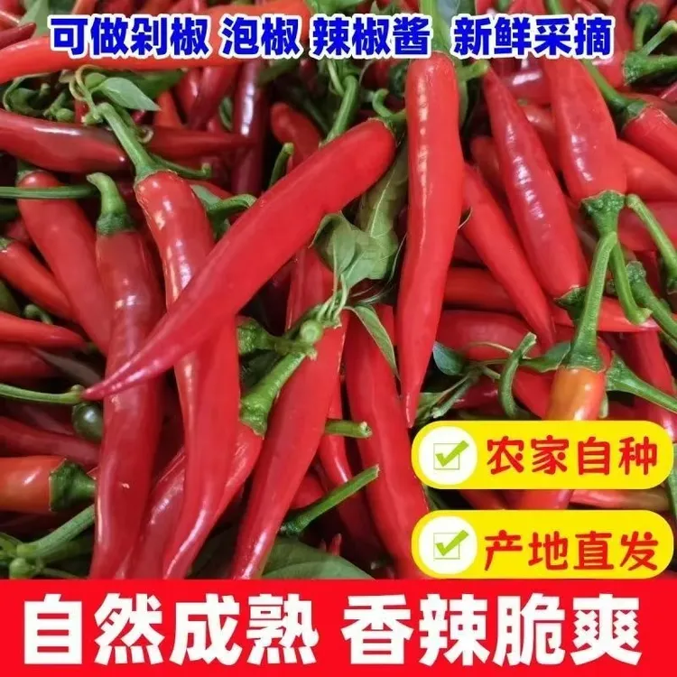 美人椒红辣椒新鲜现摘微辣泡菜剁椒泡椒辣椒酱鲜椒非小米椒土红