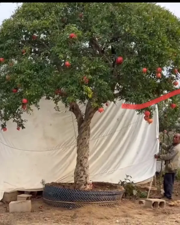 大红袍直播间拍品拍前联系客服