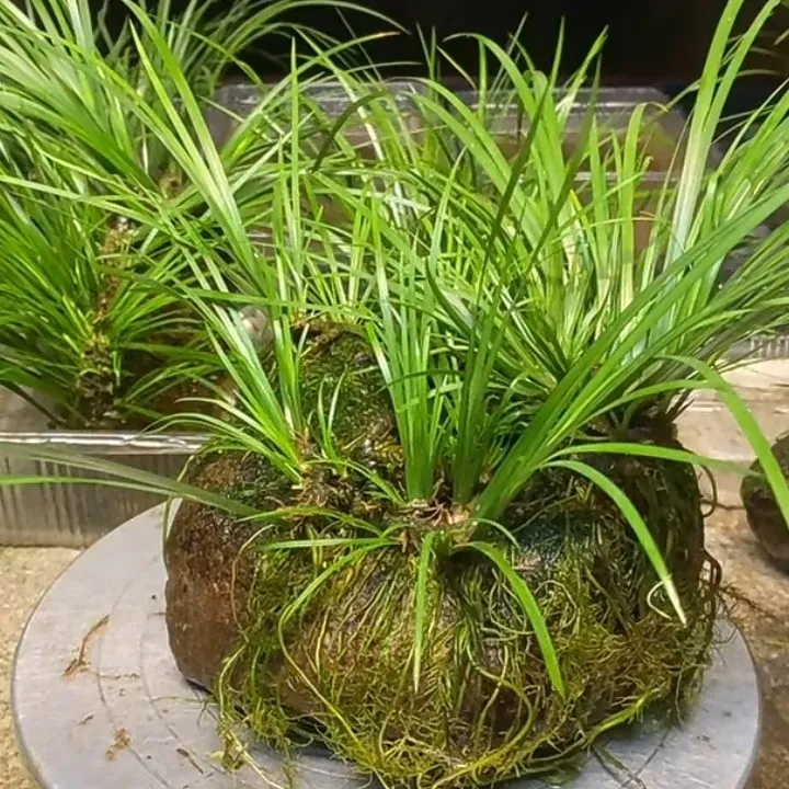 天然石菖蒲苗新鲜石菖蒲根龙根干货水培花盆栽中草药材种植苗