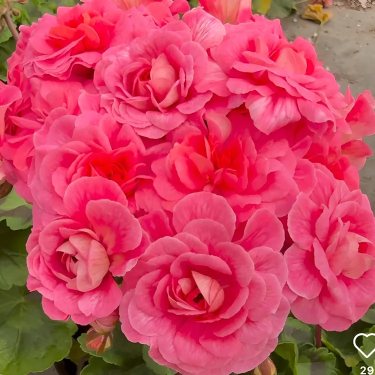 【兽——摩洛哥公主 】新品兽系天竺葵 重瓣大花 （无花苞 包对版 ）