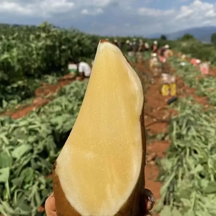 【低价促销】云南天山雪莲果