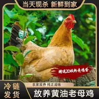 【小张】放养黄油老母鸡 带内脏3只净重6斤+赠20枚粉壳鸡蛋