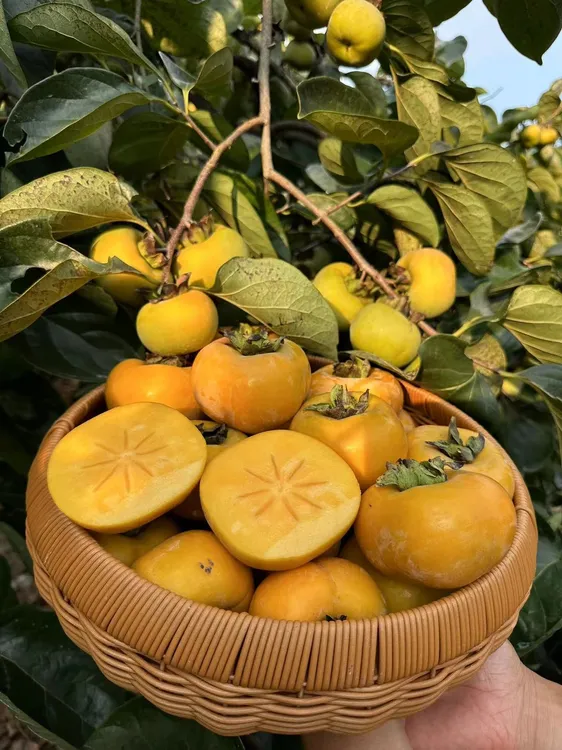 【冰糖心脆柿】桂林恭城农家种植老树当季现摘巧克力糖心脆柿