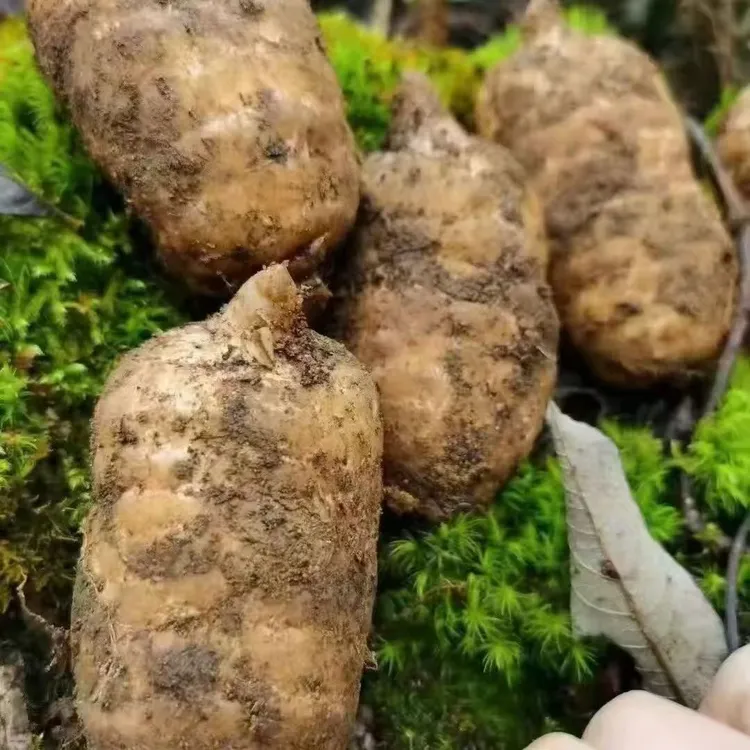 云南昭通小草坝新鲜乌天麻野生种植可煲汤泡酒炖肉
