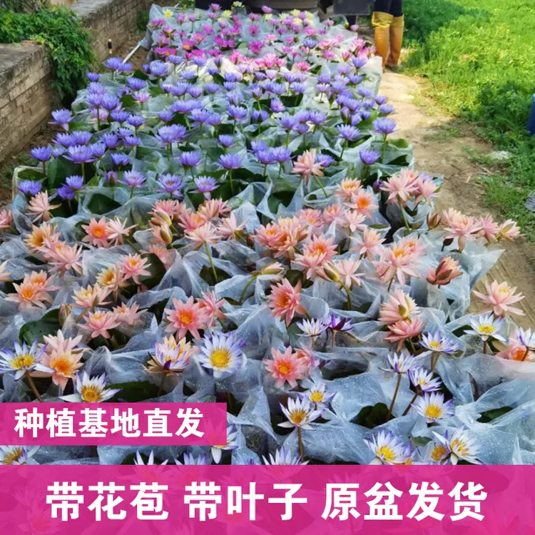 水培植物带花苞精品荷花盆栽水养莲花四季开花成品苗室外花卉绿植