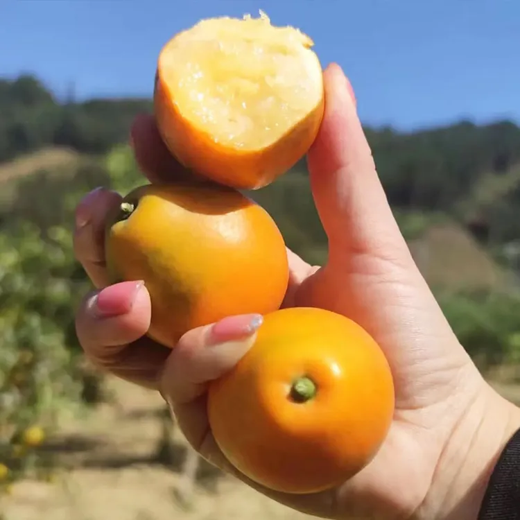 【5斤装】广西第三代脆蜜金柑融安金桔新鲜现摘纯甜无籽应季水果